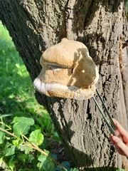 Pseudoinonotus dryadeus