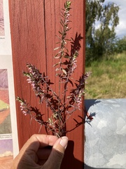 Odontites vernus