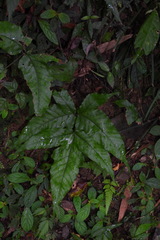 Tectaria subtriphylla