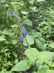 Salvia amarissima