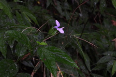 Dicliptera tinctoria