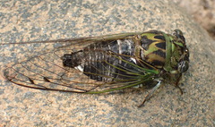 Neotibicen