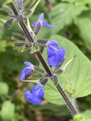 Salvia amarissima
