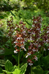 Calanthe discolor