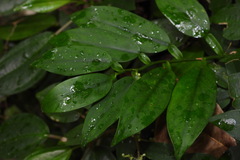 Pothos chinensis