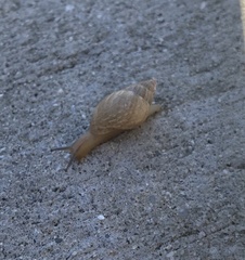 Bulimulus bonariensis