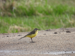 Motacilla flava