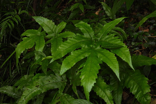 Tectaria subtriphylla iNat (3)