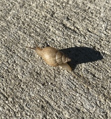 Bulimulus bonariensis