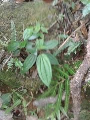 Miconia crenata