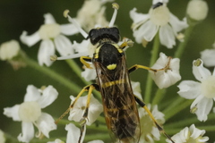 Tenthredo arcuata