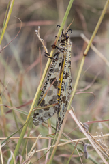 Palpares libelluloides