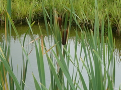 Typha