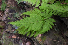 Tectaria devexa