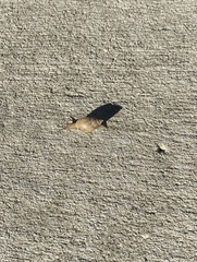 Bulimulus bonariensis