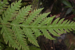 Tectaria devexa