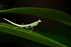 Sinomantis denticulata