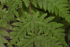 Tectaria devexa