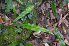 Leptochilus wrightii