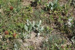 Centaurea fuscomarginata