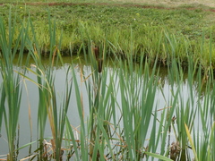 Typha