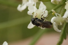 Anthophila