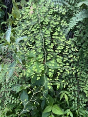Pellaea cordifolia