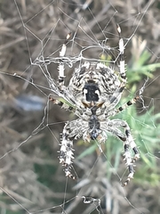 Araneus diadematus