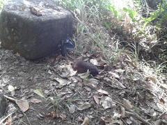 Artocarpus heterophyllus