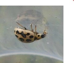 Tytthaspis sedecimpunctata