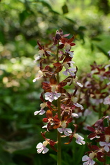 Calanthe discolor