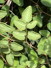 Pellaea cordifolia