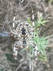 Araneus diadematus