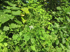 Clematis terniflora