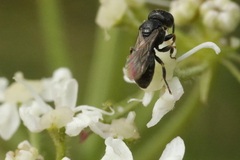 Anthophila
