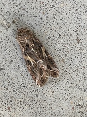 Spodoptera frugiperda