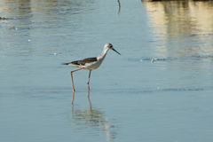 Himantopus himantopus