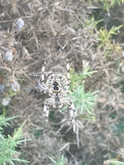 Araneus diadematus