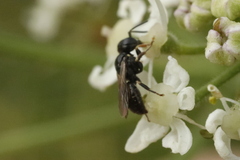 Anthophila