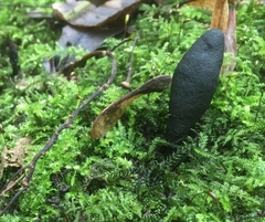 Xylaria polymorpha