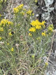 Gutierrezia sarothrae
