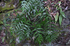 Asplenium falcatum