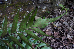 Asplenium falcatum