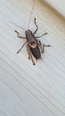 Pholidoptera griseoaptera