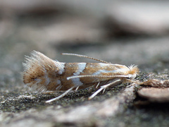 Phyllonorycter salicicolella
