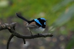 Malurus cyaneus