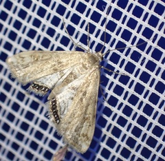 Cataclysta lemnata