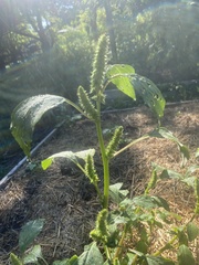 Amaranthus