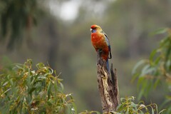 Platycercus elegans adelaidae