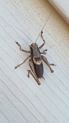 Pholidoptera griseoaptera